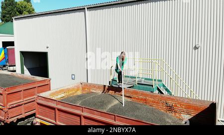 CHERKASY, UKRAINE - 24. AUGUST 2018: Frau, Mitarbeiterin eines landwirtschaftlichen Unternehmens, entnimmt zur Analyse im Labor Proben von Getreide- und Sonnenblumenkernen aus dem Röhrchen. Hochwertiges Foto Stockfoto