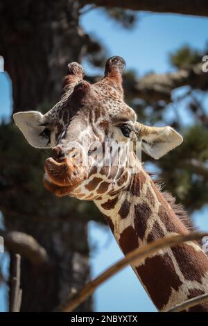 Vertikales Rothschilds Giraffenporträt im Zoo. Nahaufnahme des lustigen Gesichts der afrikanischen Mamma mit langem Hals im Zoologischen Garten. Stockfoto