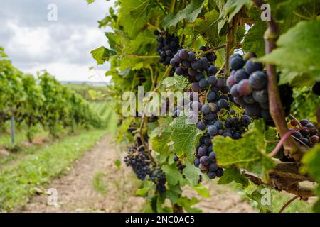 Reihen von Rebpflanzen auf dem Feld, die in einem Weinberg wachsen, mit schwarzen Trauben, die in Bündeln hängen. Nahaufnahme bei Tageslicht Stockfoto