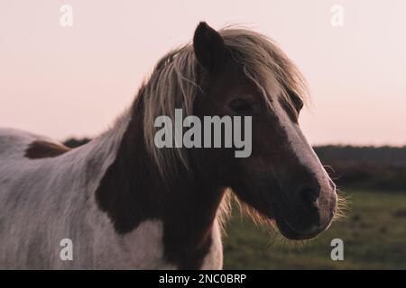 Nahaufnahme eines süßen, braun-weißen Pferdes mit weißer Mähne im Feld nach Sonnenuntergang im sanften Abendlicht Stockfoto