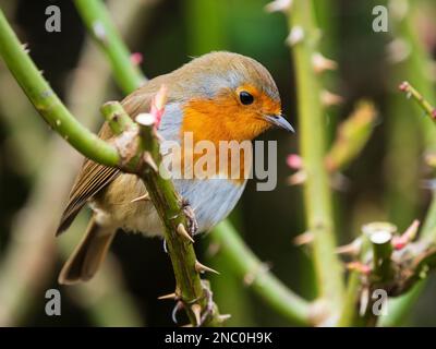 Erwachsener, roter Bart, europäischer Rotkehlchen, Erithacus rubecula, hoch oben auf einem geschnittenen Rosenbüsch in einem Devon-Garten, Großbritannien Stockfoto