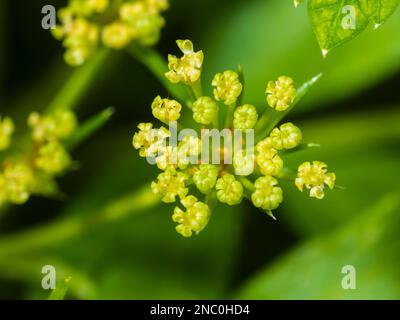 Winzige grüne Blüten im Umbel des zweijährigen flachen Petersilie-Krauts Petroselinum crispum var. Neapolitanum Stockfoto