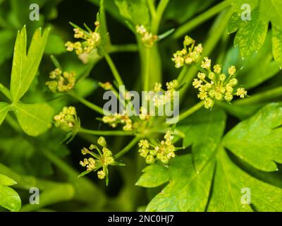 Winzige grüne Blüten im Umbel des zweijährigen flachen Petersilie-Krauts Petroselinum crispum var. Neapolitanum Stockfoto