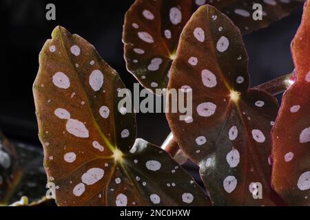 Begonia maculata Pflanze auf schwarzem Hintergrund. Forellen-Begonia-Blätter mit weißen Punkten und metallischem Schimmer, Nahaufnahme. Gepunktete Bettonia-Zimmerpflanze mit rosa Stockfoto