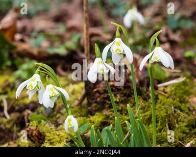 Grüne, markierte innere Blütenblätter des zweiblütigen Elwesii-Hybrid-Schneefelsen, Galanthus „Heffalump“ Stockfoto
