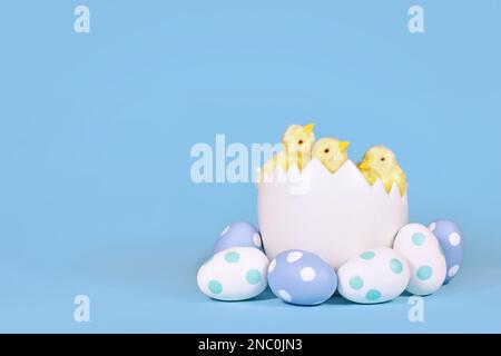 Hühnchen in großer Eierschale mit lackierten Ostereiern in einer Ecke mit blauem Hintergrund Stockfoto