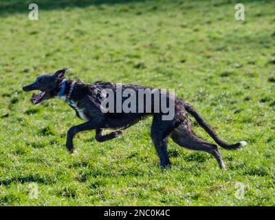 Der Welpe deerhound x Greyhound lurcher bewegt sich mit voller Geschwindigkeit in die verlängerte Phase des sechsundsiebzigsten Doppelfedergallops Stockfoto