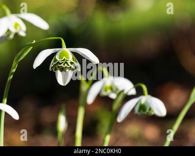 Gut markierte grüne innere Blütenblätter des zweiblütigen Greatorex Hybrid-Schneeflochs, Galanthus „Ophelia“ Stockfoto