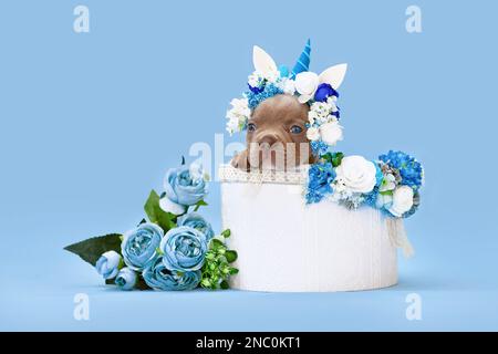 Süßes französisches Bulldog-Hündchen mit Einhorn-Stirnband und Horn, das aus der Box guckt, mit Blumen auf blauem Hintergrund Stockfoto