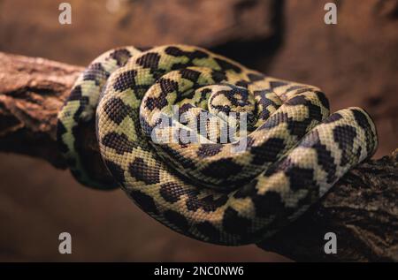 Teppichpython - Morelia spilota in einem Terrarium Stockfoto