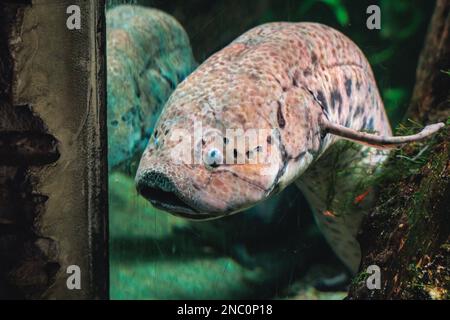 Westafrikanischer Lungenfisch im Aquarium des schlesischen Zoologischen Gartens in Chorzow, Schlesien, Polen Stockfoto