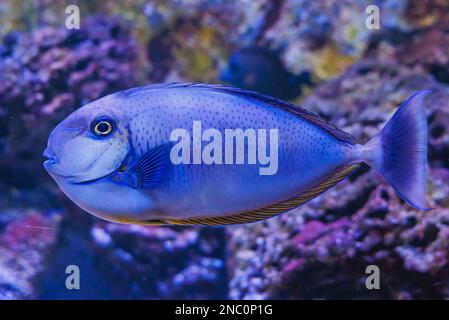 Nahaufnahme eines Naso vlamingii Fisches im Aquarium Stockfoto