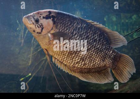 Riesen-Gourami - Osphronemus Goramy in einem Aquarium Stockfoto