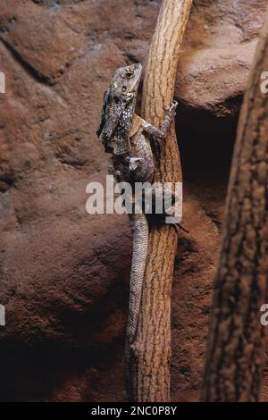 Eidechse mit Rüschen - Chlamydosaurus kingii in einem Terrarium Stockfoto