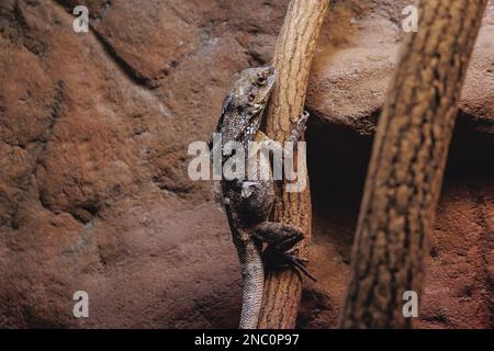 Eidechse mit Rüschen - Chlamydosaurus kingii in einem Terrarium Stockfoto