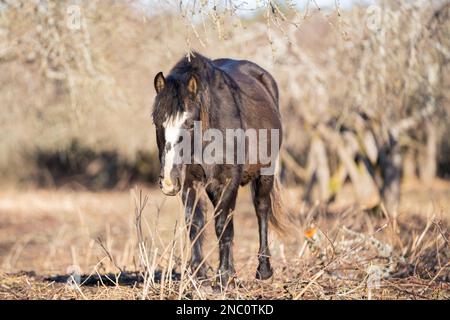 Ein aus Estland stammendes Pferd ( estnischer Klepper), das in einem alten Apfelgarten spaziert. Frühling auf der Insel. Stockfoto