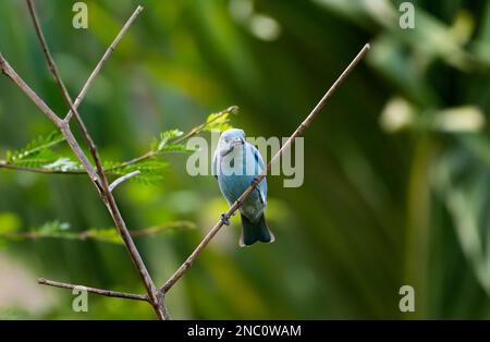 Hübscher blauer Vogel, hoch oben auf einem Zweig in sanften, frühen Lichtstrahlen. Stockfoto