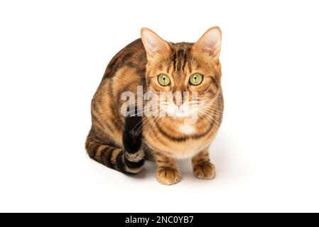 Bengalischer Kater im vollen Wachstum auf weißem Hintergrund. Studioaufnahme. Stockfoto