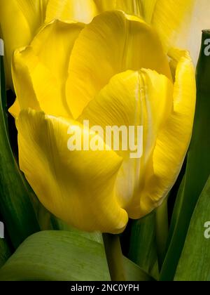 Nahaufnahme einer gelben Tulpenblume. Stockfoto