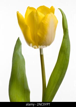 Nahaufnahme einer einsamen gelben Tulpenblume, fotografiert vor weißem Hintergrund Stockfoto