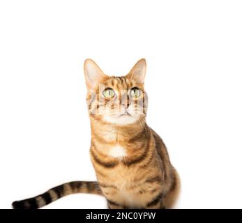 Studioaufnahmen von bengalischen Katzen, weißer Hintergrund, Porträt. Stockfoto