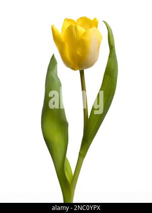 Nahaufnahme einer einsamen gelben Tulpenblume, fotografiert vor weißem Hintergrund Stockfoto