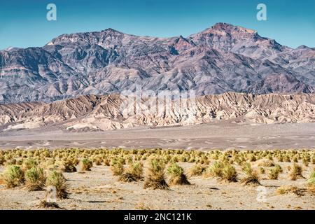 Devil's Cornfield im Death Valley-Nationalpark, Kalifornien, USA Stockfoto