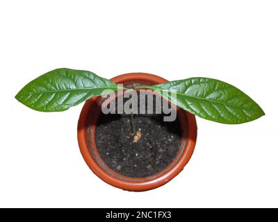 Avocadopflanze isoliert auf weißem Hintergrund. Grüne Avocadoblätter Stockfoto