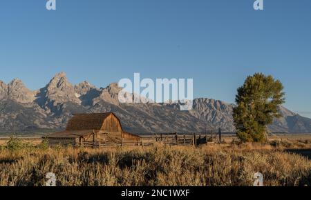 Die John Moulton Barn in Mormon Row am Fuße der Grand Tetons bei Jackson, Wyoming, USA, strahlt am frühen Morgen Licht Stockfoto