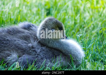 Ein Gosling schmiegt sich ins Gras, zum Schlafen eingedeckt Stockfoto