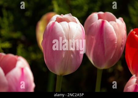 Porträt von zwei blassrosa Tulpen mit zarten Blütenblättern. Stockfoto
