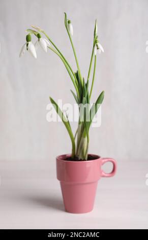 Wunderschöne Schneetropfen in pinkfarbenen Bechern auf einem weißen Holztisch Stockfoto