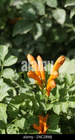 Nahaufnahme der Orangenblüten von Tecoma capensis, auch bekannt als Kap-Geißblatt, Tecomaria, Sumpfschildkröte usw. Stockfoto