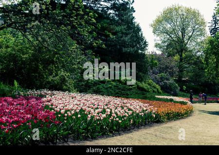Eine Reihe von Tulpenbetten säumen den Weg durch einen Park mit verschiedenen lebhaften Farben. Stockfoto