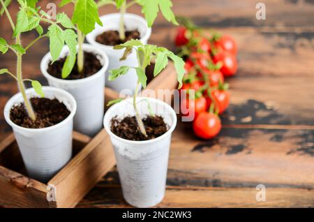 Tomatenkeimlinge in Innenräumen. Hausgemachte Pflanzensämlinge, Tomaten-Sämlinge in Kunststofftopf auf Holzhintergrund. Stockfoto