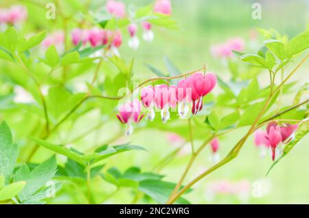 Das schöne Dicentra zeigt blutende Herzblumen in Herzformen in Blüte, rosa weiße Blütenpflanze im Garten. Stockfoto