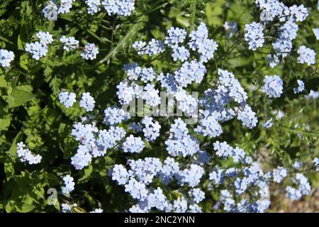 Vergiss-mich-nicht-Blumen in Hellblau. Stockfoto