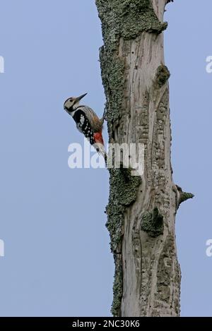 Woodpecker mit weißem Rücken (Dendrocopos leucotos) männlich auf totem Baum Polen Mai Stockfoto