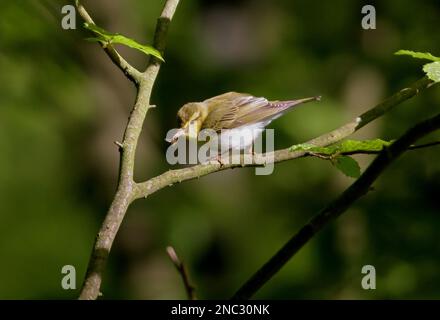 Wood Warbler (Phylloscopus sibilatrix), Erwachsener mit Hover-Fly in Bill Poland Mai Stockfoto