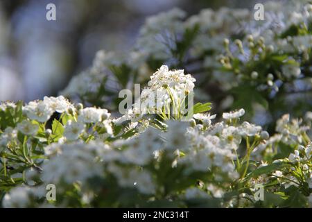 Viele weiße Blüten wilder Kirschen an einem sonnigen Frühlingstag. Stockfoto