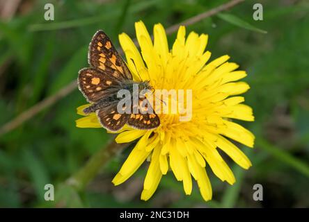 Schmetterling (Carterocephalus palaemon), Erwachsener, mit offenen Flügeln beim Füttern der Libelle Polen Mai Stockfoto