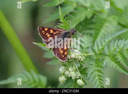 Schmetterling (Carterocephalus palaemon), Erwachsener im Ruhezustand mit Flügeln, die Polen teilweise öffnen Mai Stockfoto