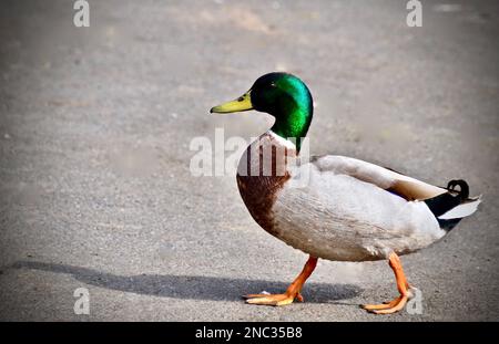 Mallard Duck Drake reist auf einer Asphaltstraße durch Stockfoto