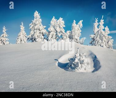 Unberührte Winterlandschaft. Sonniger Morgenblick auf die Karpaten mit schneebedeckten Tannen. Frostige Winterlandschaft im Bergwald. Glücklich Stockfoto