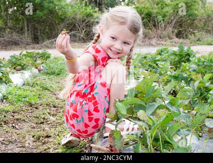 Ein lächelndes kleines Mädchen pflückt Erdbeeren in einem rosafarbenen Kleid auf der U-Pflückerfarm. Das Mädchen schaut auf die Erdbeere Stockfoto