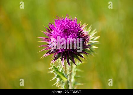 Lila wilde Blume. Unscharfer grüner und gelber Hintergrund. Dornen und Stacheln auf grünem Feld und weicher Wiese. Runder, blühender Blumenkopf Stockfoto