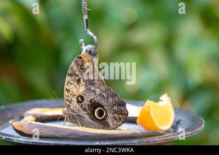 Eulenschmetterling (Caligo memnon), der reife Bananen füttert. Stockfoto