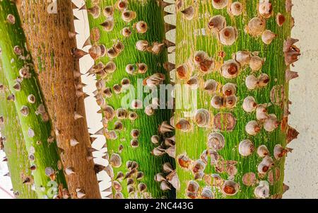 Junger grüner, wunderschöner Kapok-Baum Ceiba mit Spikes im tropischen Park Dschungelwald in Playa del Carmen Quintana Roo Mexiko. Stockfoto