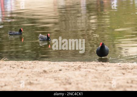 Nahaufnahme der schwarzen Feder Common Gallinule oder Gallinula galeata Vogel mit rotem Gesicht und Schnabel am Huacachina See. Selektiver Fokus. Offener Raum. Stockfoto