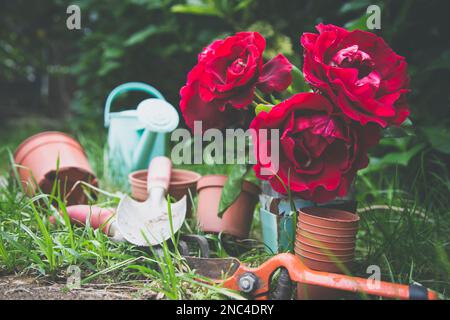 Im Garten geschnittene rote Rosen Stockfoto